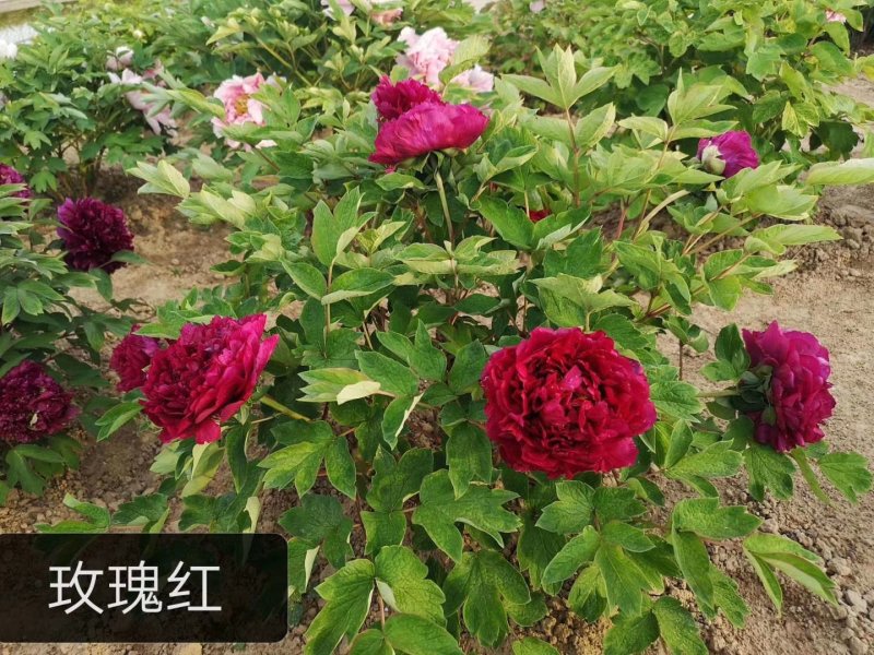 观赏牡丹苗