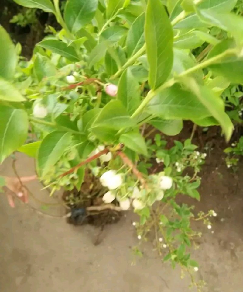 大量有货蓝莓苗当年结果苗成活率高当年结果