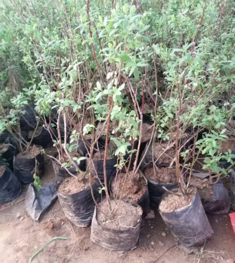 大量有货蓝莓苗当年结果苗成活率高当年结果