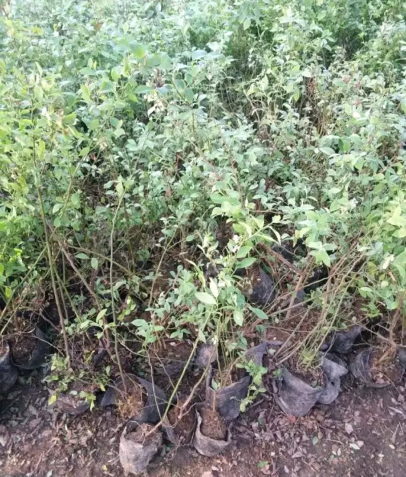 大量有货蓝莓苗当年结果苗成活率高当年结果