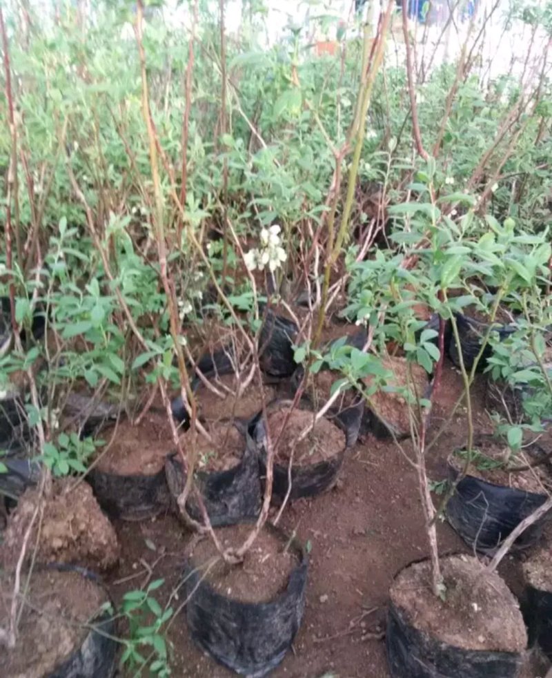 大量有货蓝莓苗当年结果苗成活率高当年结果