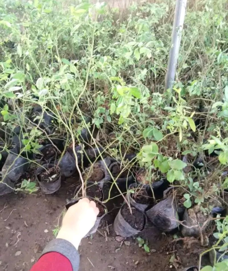 大量有货蓝莓苗当年结果苗成活率高当年结果