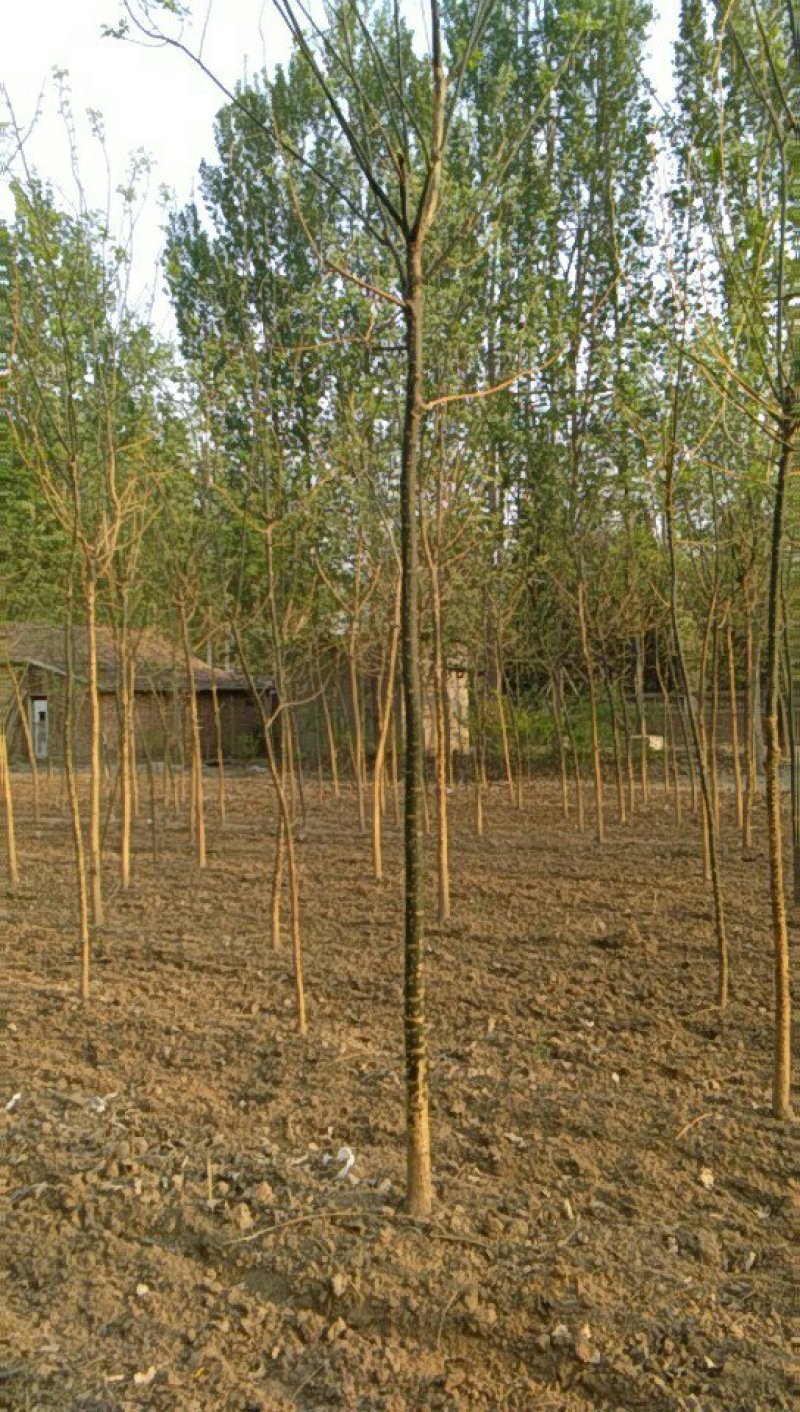 国槐白蜡栾树紫叶李