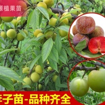 三华李树苗早熟三华李苗三月李苗晚熟三华李苗嫁接三