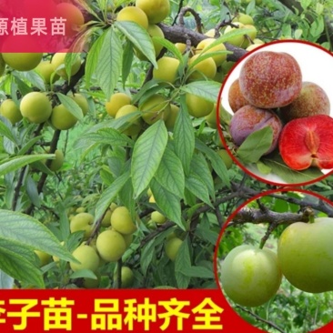 三华李树苗早熟三华李苗三月李苗晚熟三华李苗嫁接三