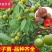 三华李树苗早熟三华李苗三月李苗晚熟三华李苗嫁接三