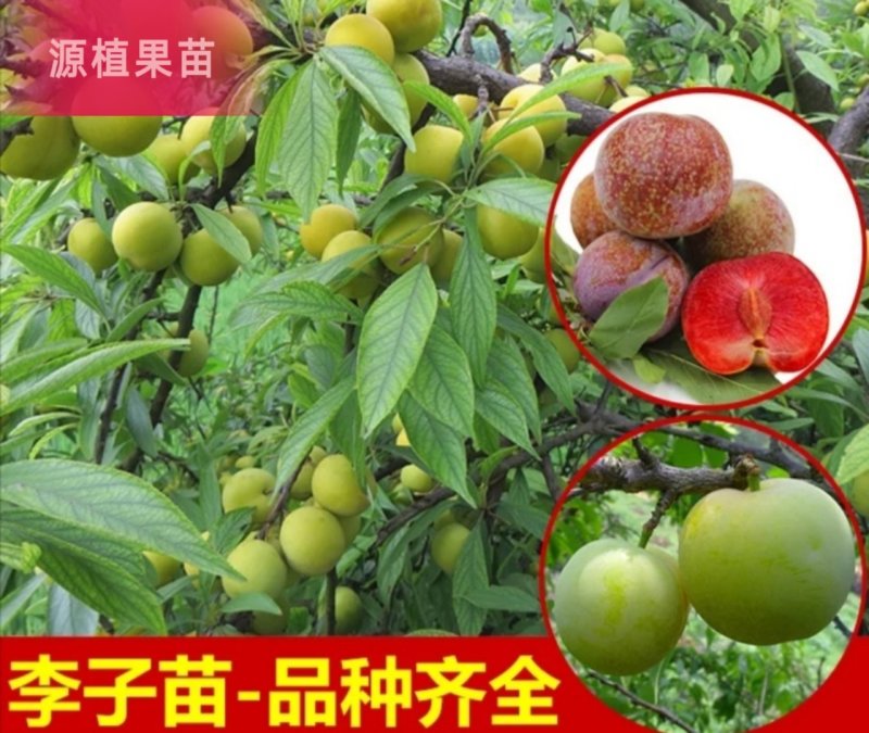 三华李树苗早熟三华李苗三月李苗晚熟三华李苗嫁接三
