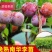 三华李树苗早熟三华李苗三月李苗晚熟三华李苗嫁接三