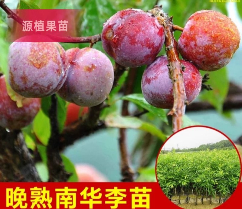 三华李树苗早熟三华李苗三月李苗晚熟三华李苗嫁接三