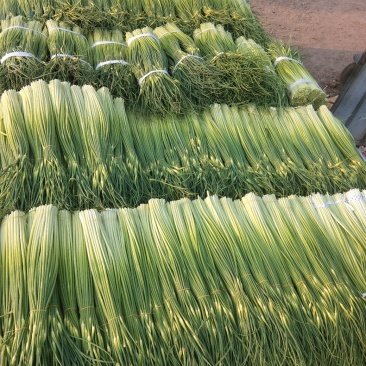 蒜薹精品60~70cm，无泡水，