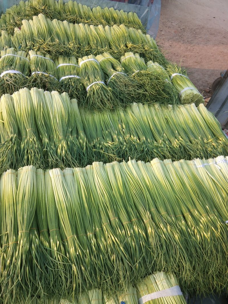 蒜薹精品60~70cm，无泡水，