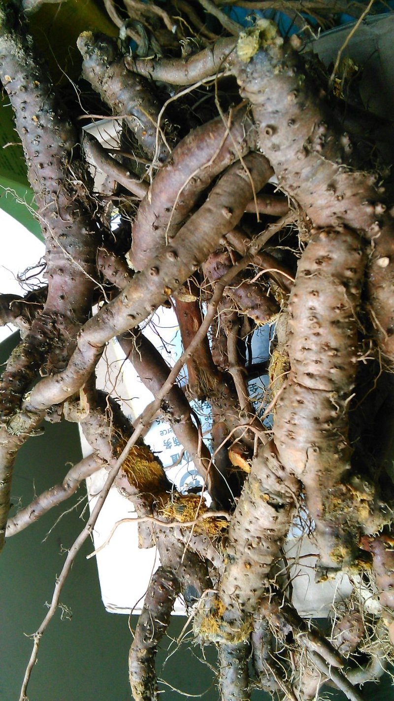虎杖根新鲜虎杖顺筋龙顺筋灵野生中药材另可供晒干的虎杖根段