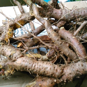 虎杖根新鲜虎杖顺筋龙顺筋灵野生中药材另可供晒干的虎杖根段