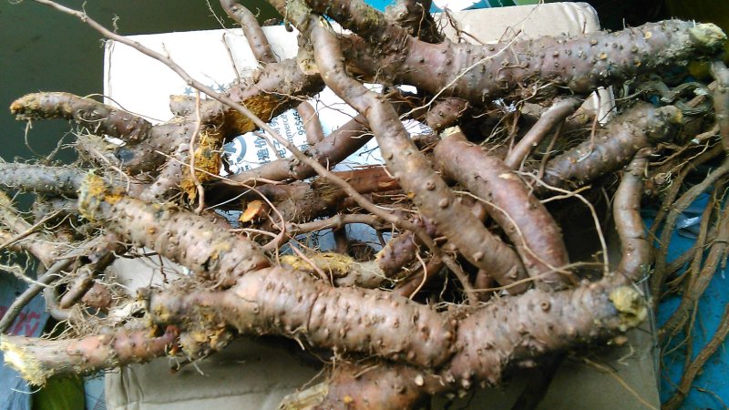 虎杖根新鲜虎杖顺筋龙顺筋灵野生中药材另可供晒干的虎杖根段