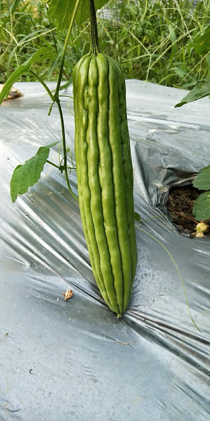 大肉油瓜苗（抗性好，产量高，）直生苗，嫁接苗