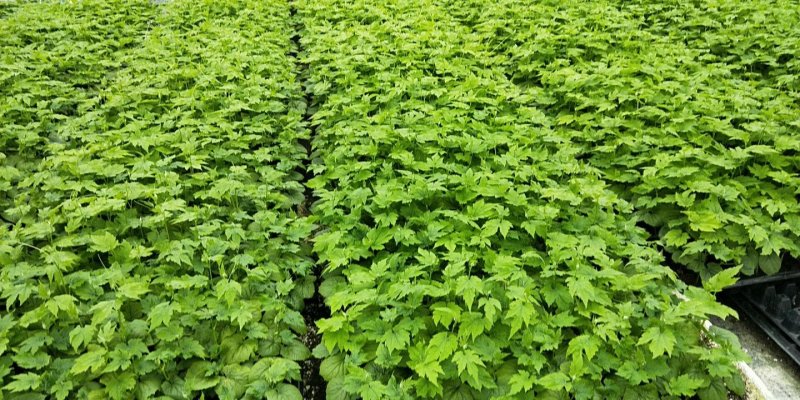 大肉油瓜苗（抗性好，产量高，）直生苗，嫁接苗