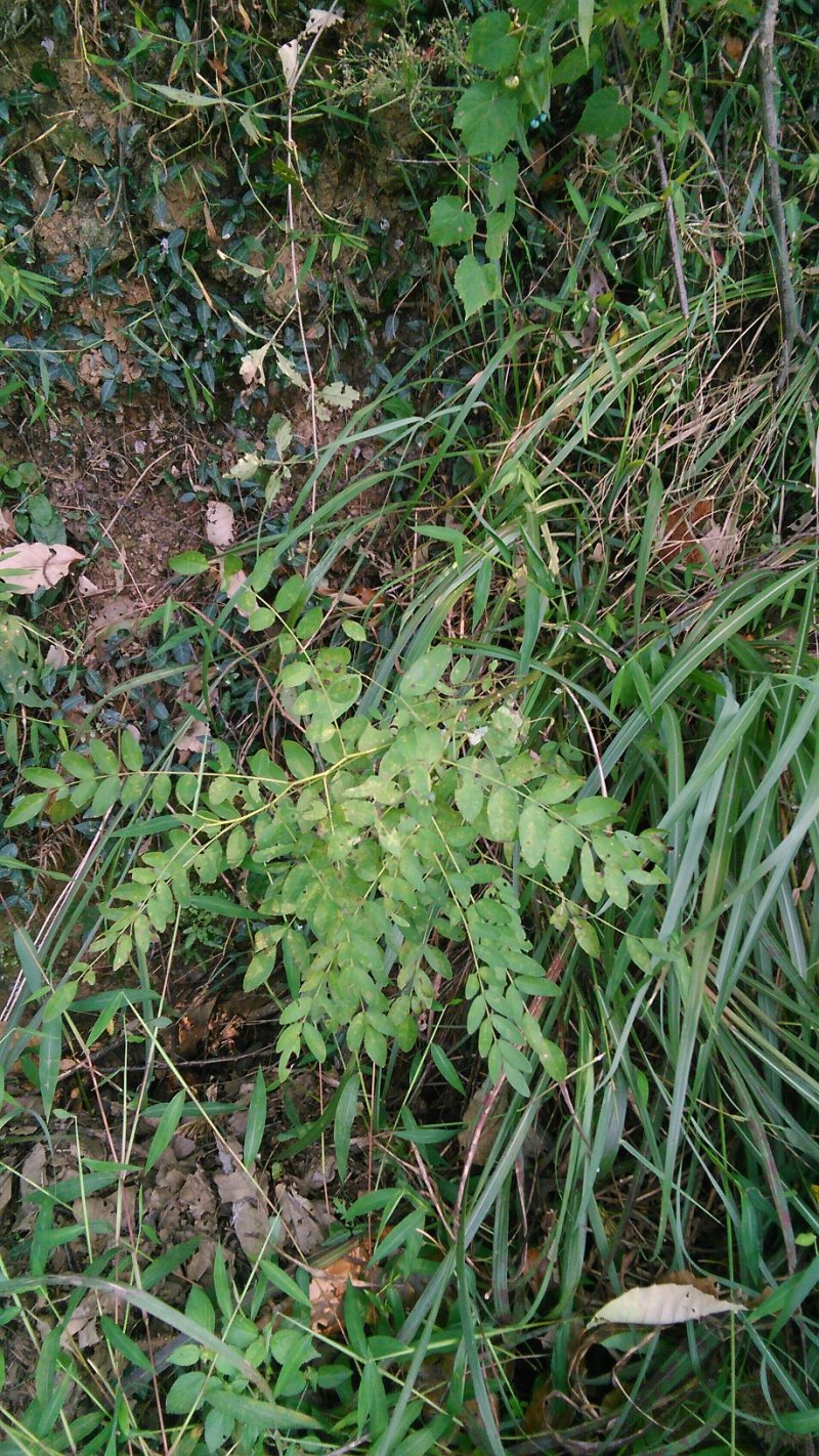 苦参新鲜野生苦参中药材下单后上山采