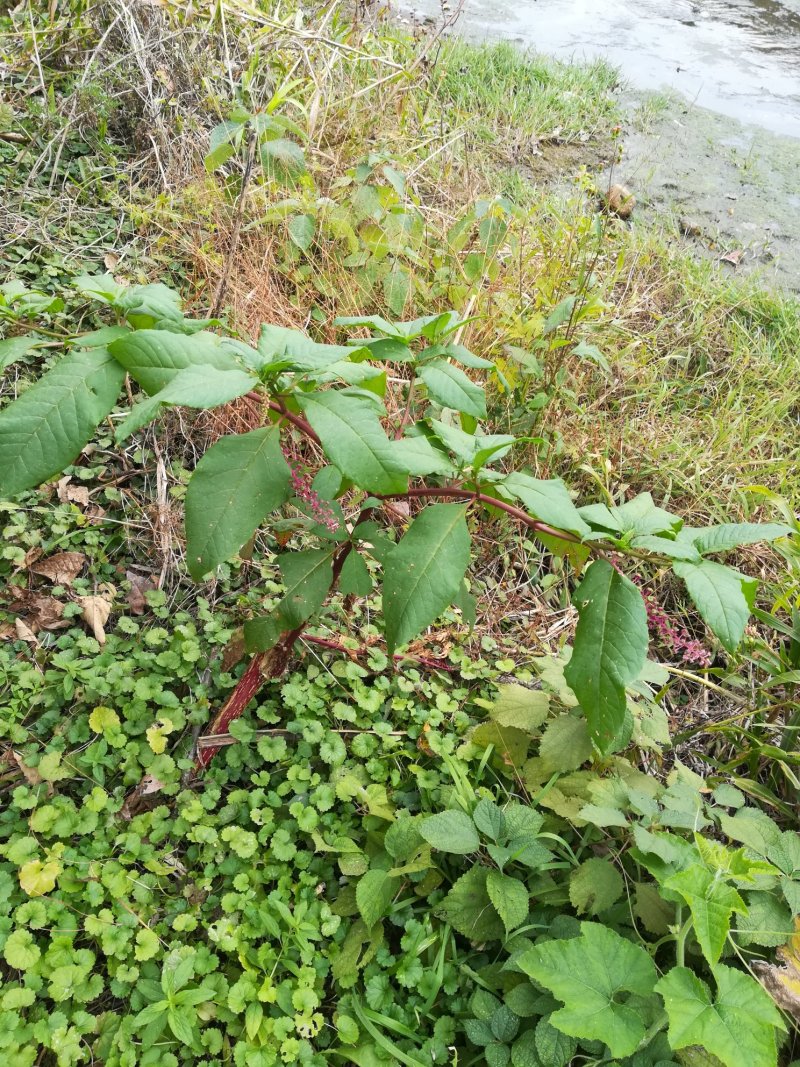 商陆野生新鲜商陆根中药材