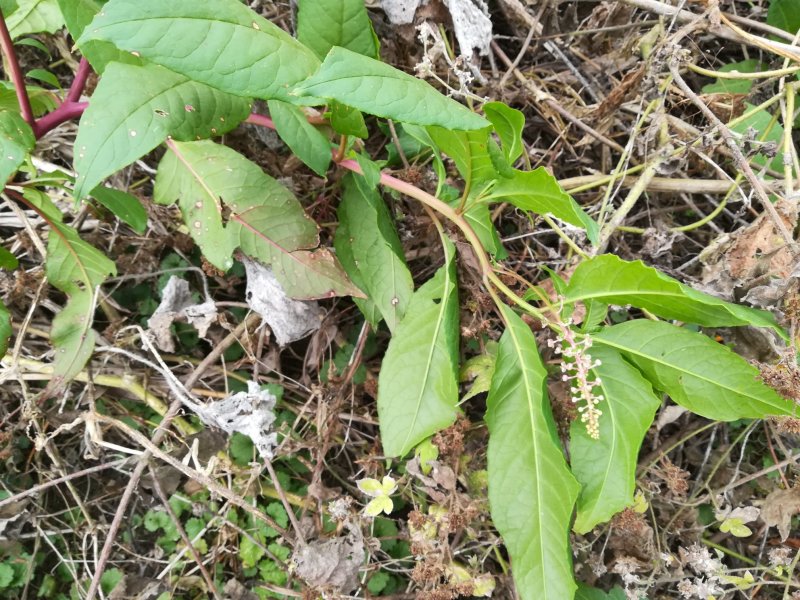 商陆野生新鲜商陆根中药材