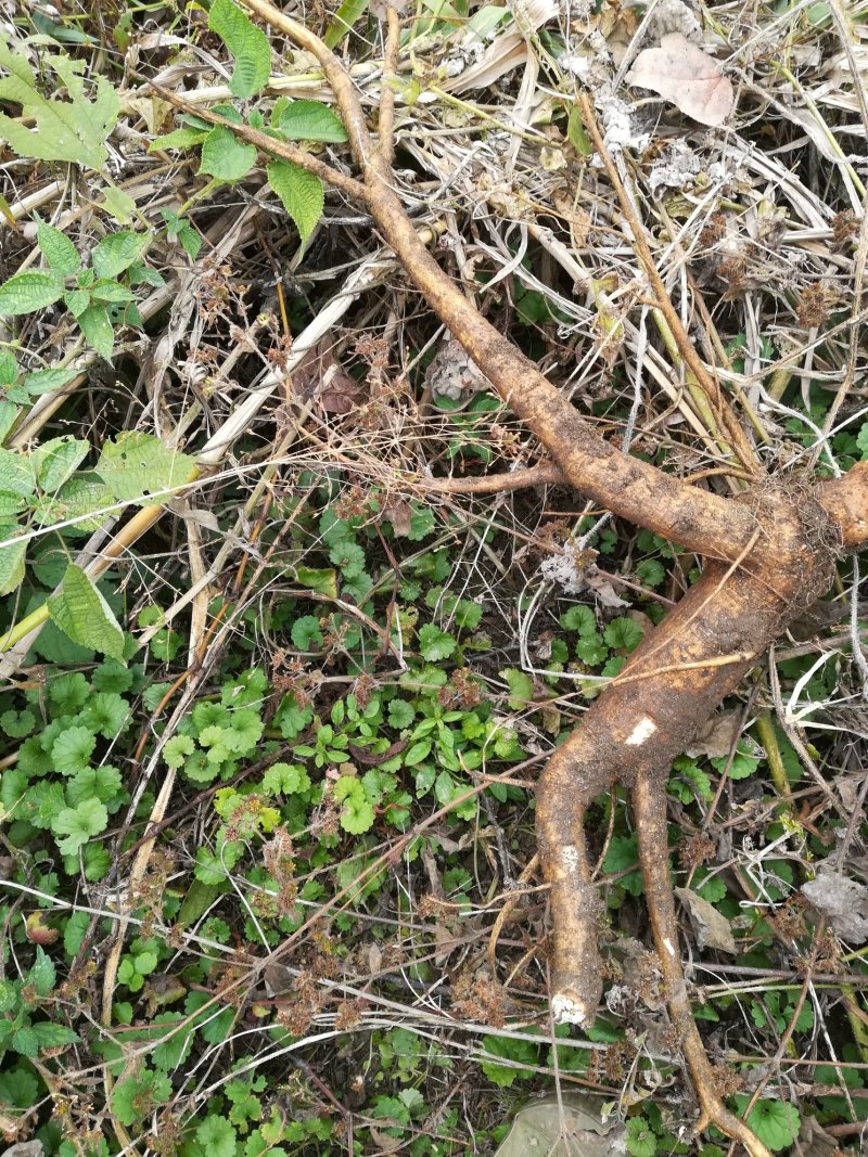 商陆野生新鲜商陆根中药材