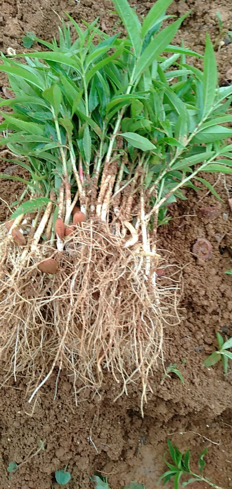 毛桃芽苗毛桃小苗毛桃幼苗毛桃奶苗桃树小苗