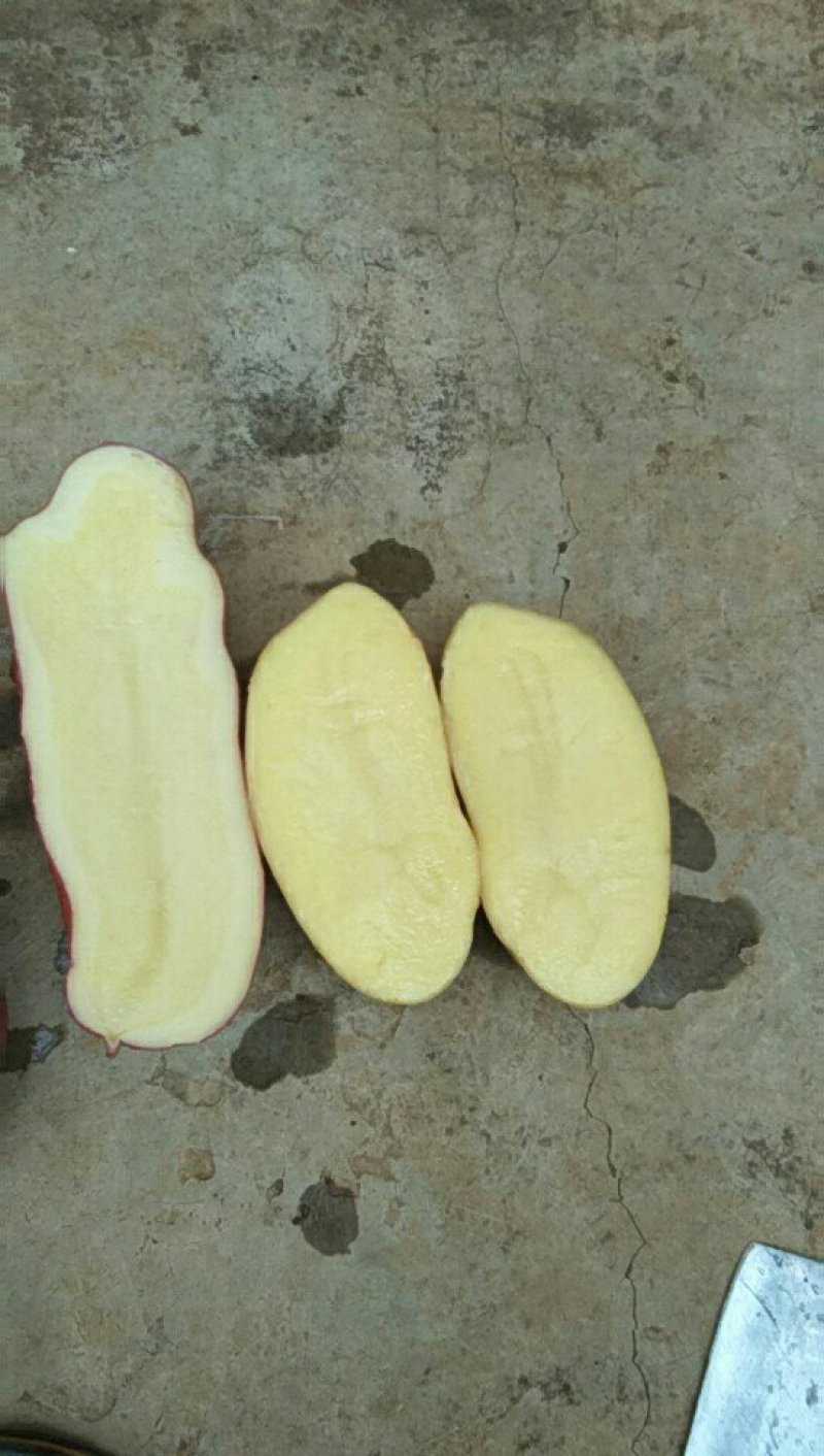 现出售希森6号青薯9号