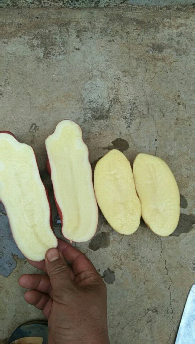 现出售希森6号青薯9号