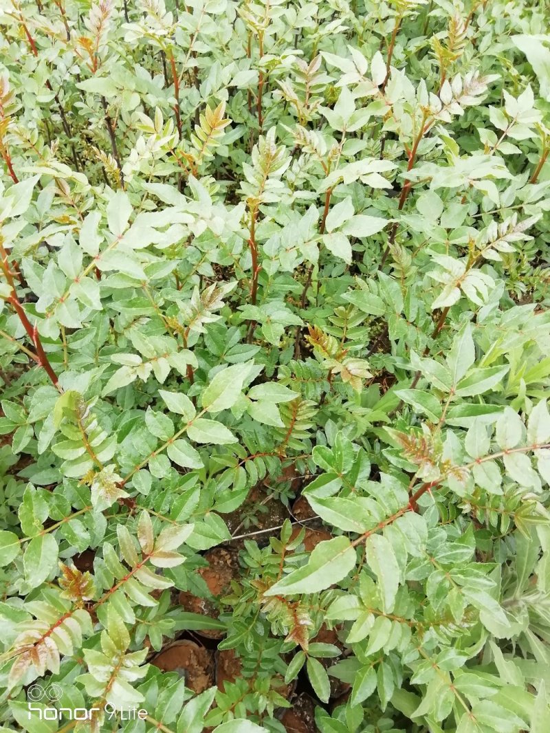 花椒苗