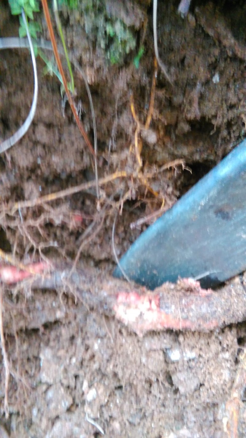 猕猴桃根野生新鲜雄猕猴桃树根杨桃根