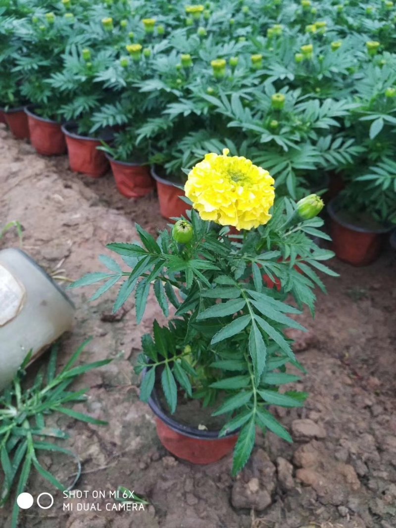 万寿菊