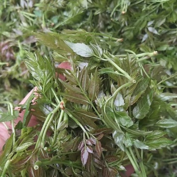 野生藤茶