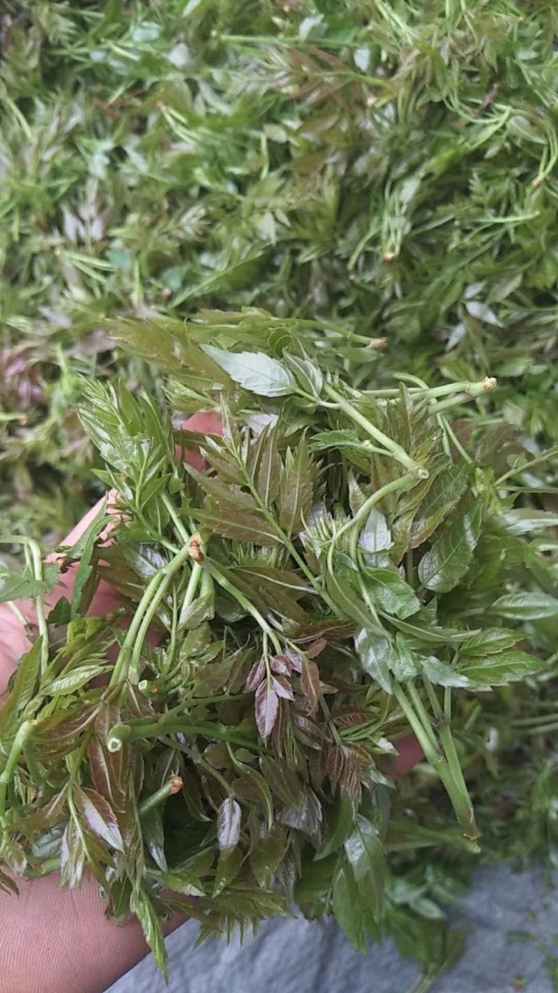野生藤茶
