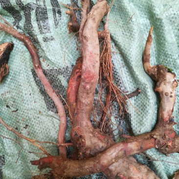 算盘子根野生新鲜算盘子树根果合仔根
