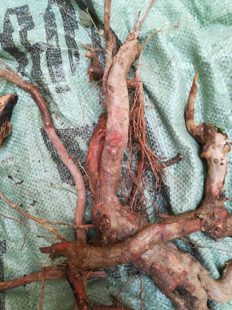 算盘子根野生新鲜算盘子树根果合仔根