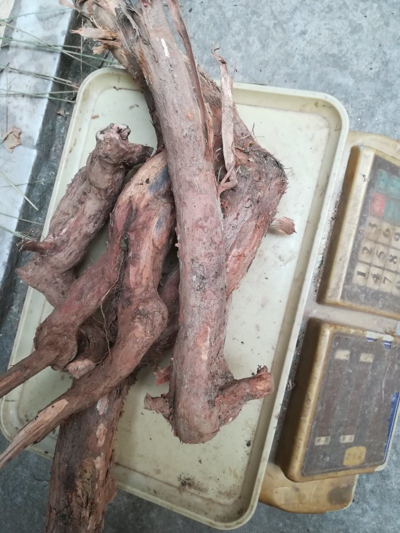 算盘子根野生新鲜算盘子树根果合仔根