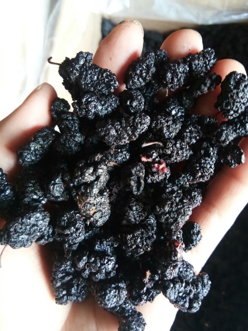 桑葚干食用天然无泥沙免洗~药用干净中药材批发零售