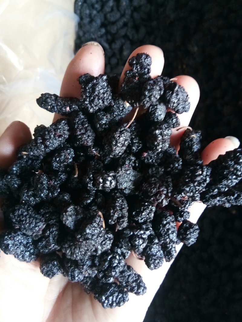 桑葚干食用天然无泥沙免洗~药用干净中药材批发零售