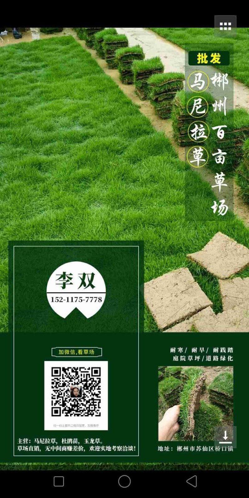 马尼拉草皮