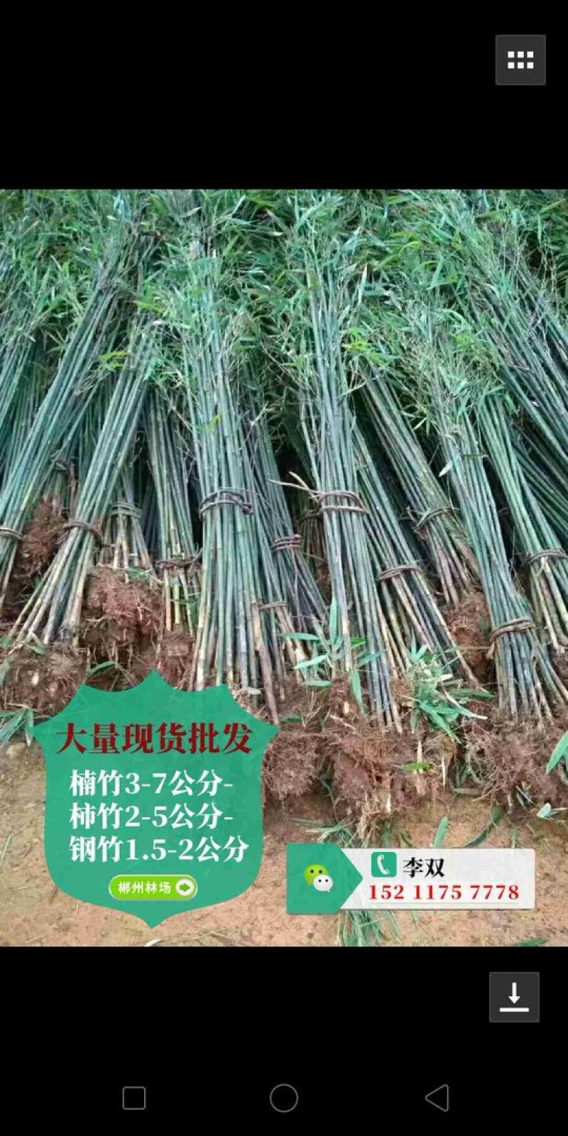 马尼拉草皮