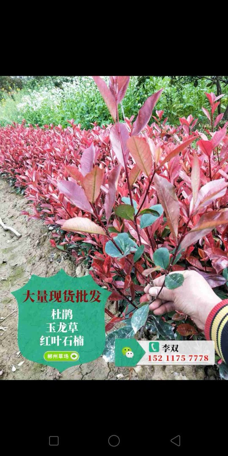 马尼拉草皮