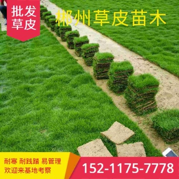 马尼拉草皮