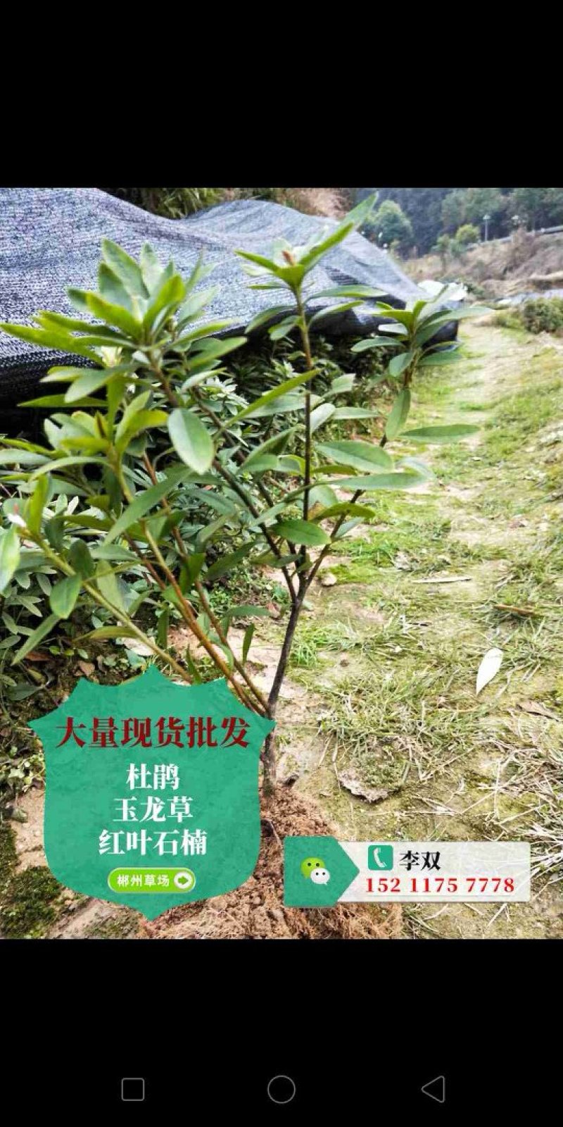 马尼拉草皮
