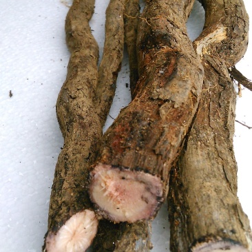 野葡萄根野生新鲜野葡萄树根