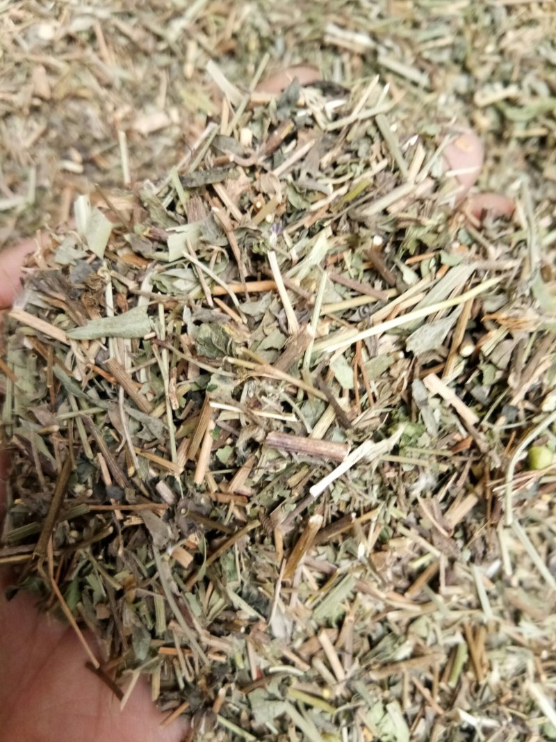 铁线透骨草透骨草狗肠草干净无杂一公斤起包邮到家