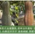 长板栗蜜本南瓜种子高产