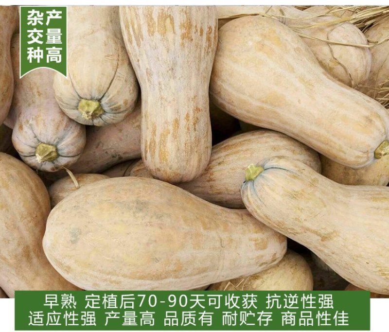 长板栗蜜本南瓜种子高产