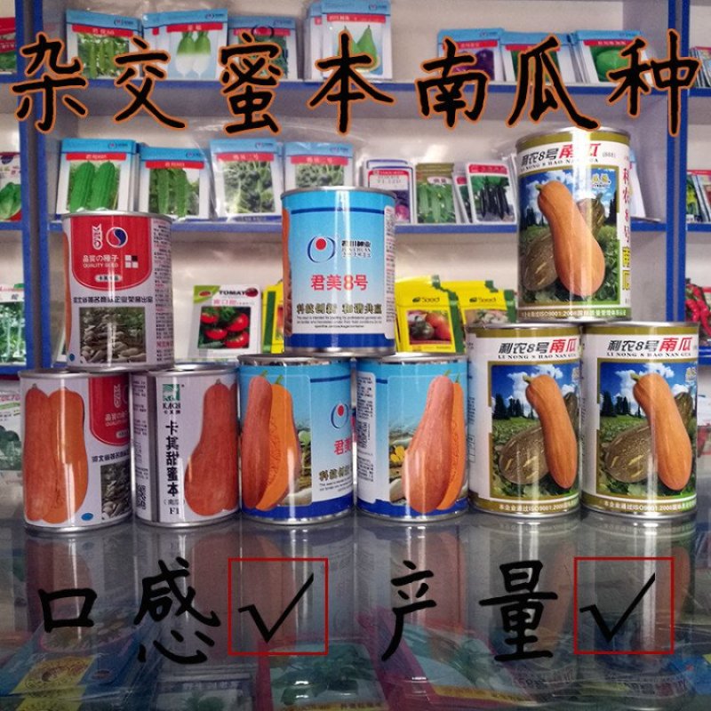 长板栗蜜本南瓜种子高产