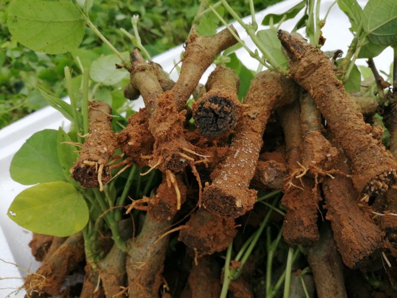 一百棵起0.5元带芽无渣葛根种苗一年生高产粉葛带芽苗
