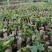 一百棵起0.5元带芽无渣葛根种苗一年生高产粉葛带芽苗