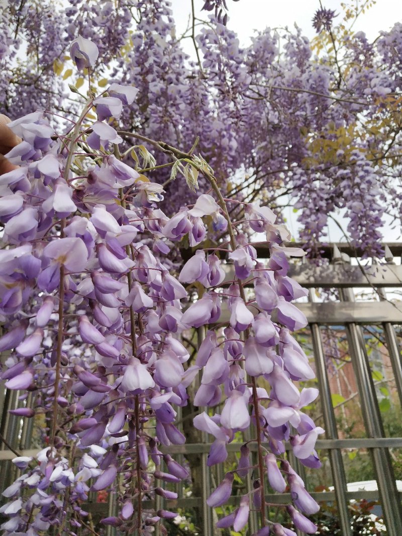 紫藤爬藤植物，多做庭院或园林棚架，规格齐全